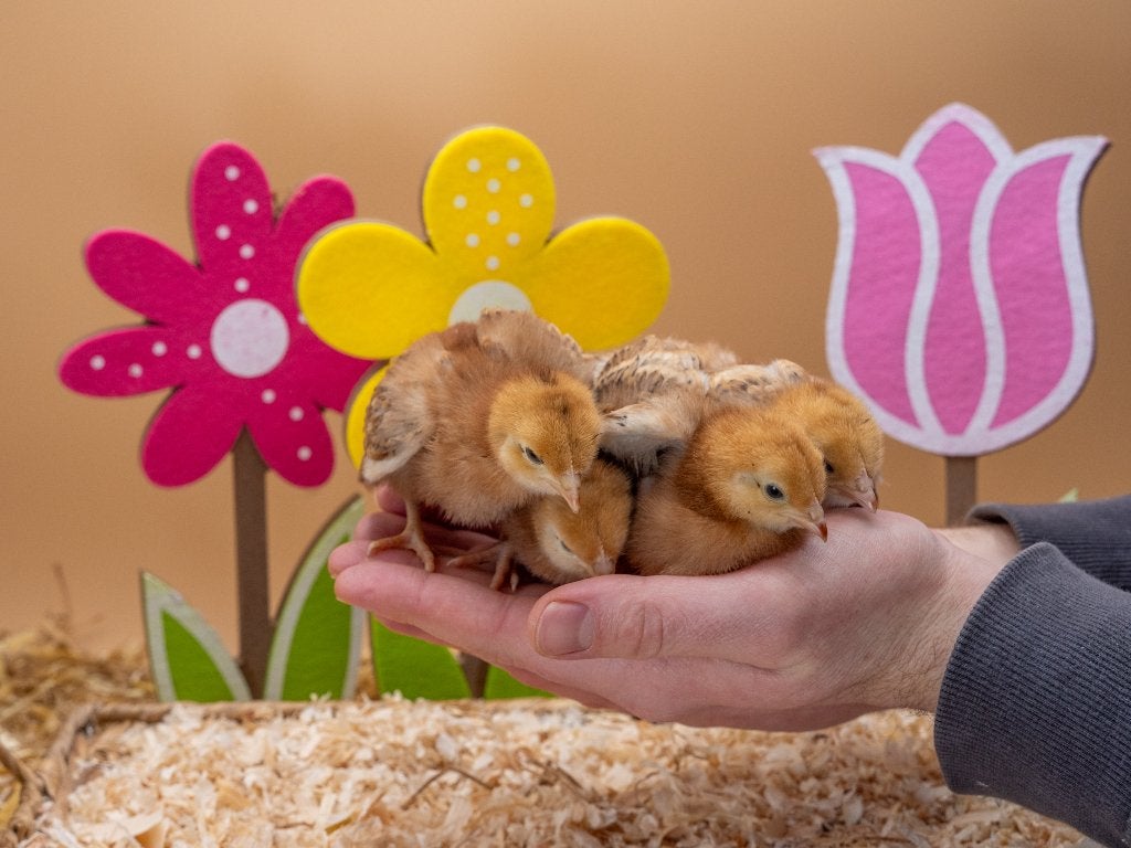 Jonge tamme Rhode Island Red kuikens gesekst en ingeënt, Dieren en Toebehoren