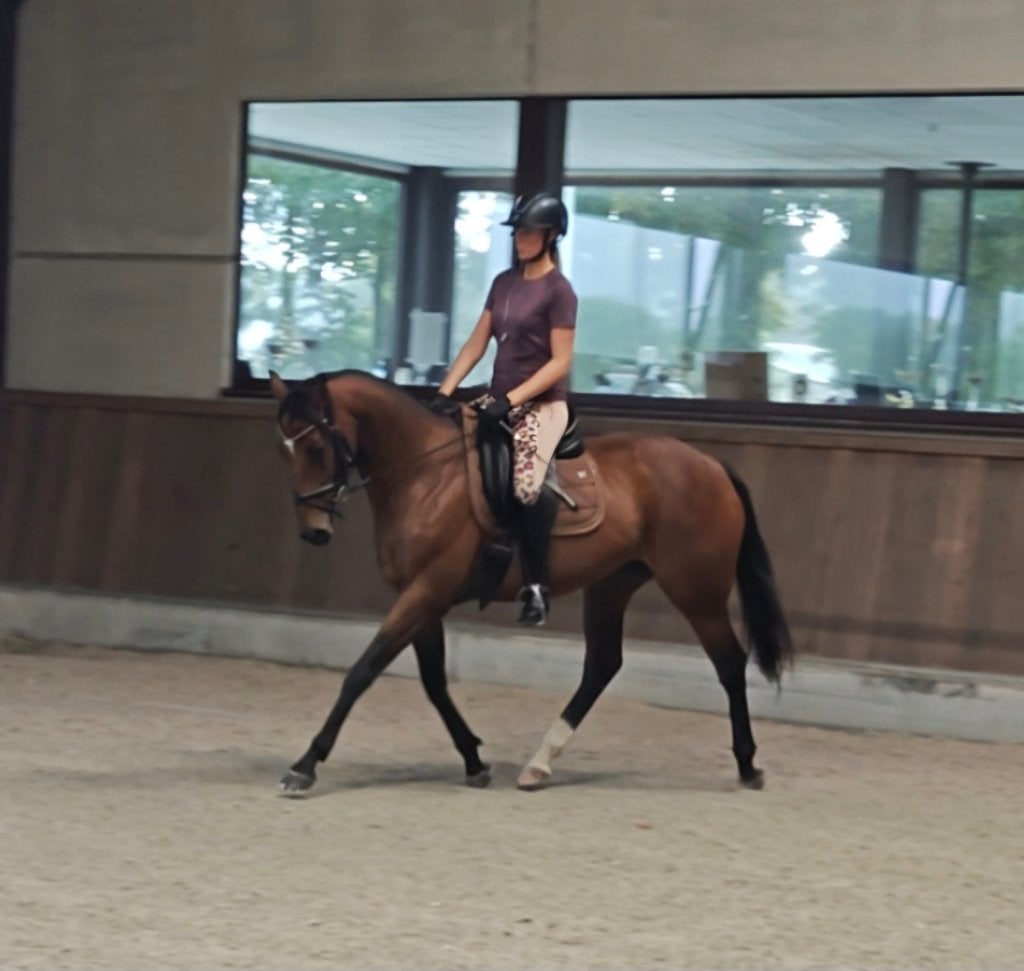 Halve stal gezocht, regio Kalken, Avec pedigree, 160 à 165 cm, Cheval de récréation, Jument
