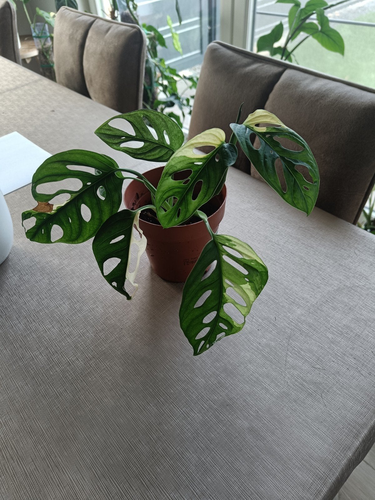 monsteria andansonni variegata, Enlèvement