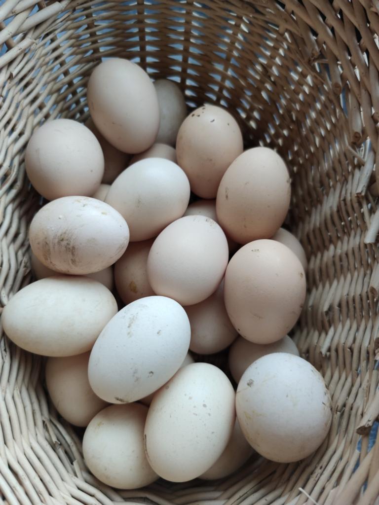 Verse eieren af te halen in Gullegem, Dieren en Toebehoren