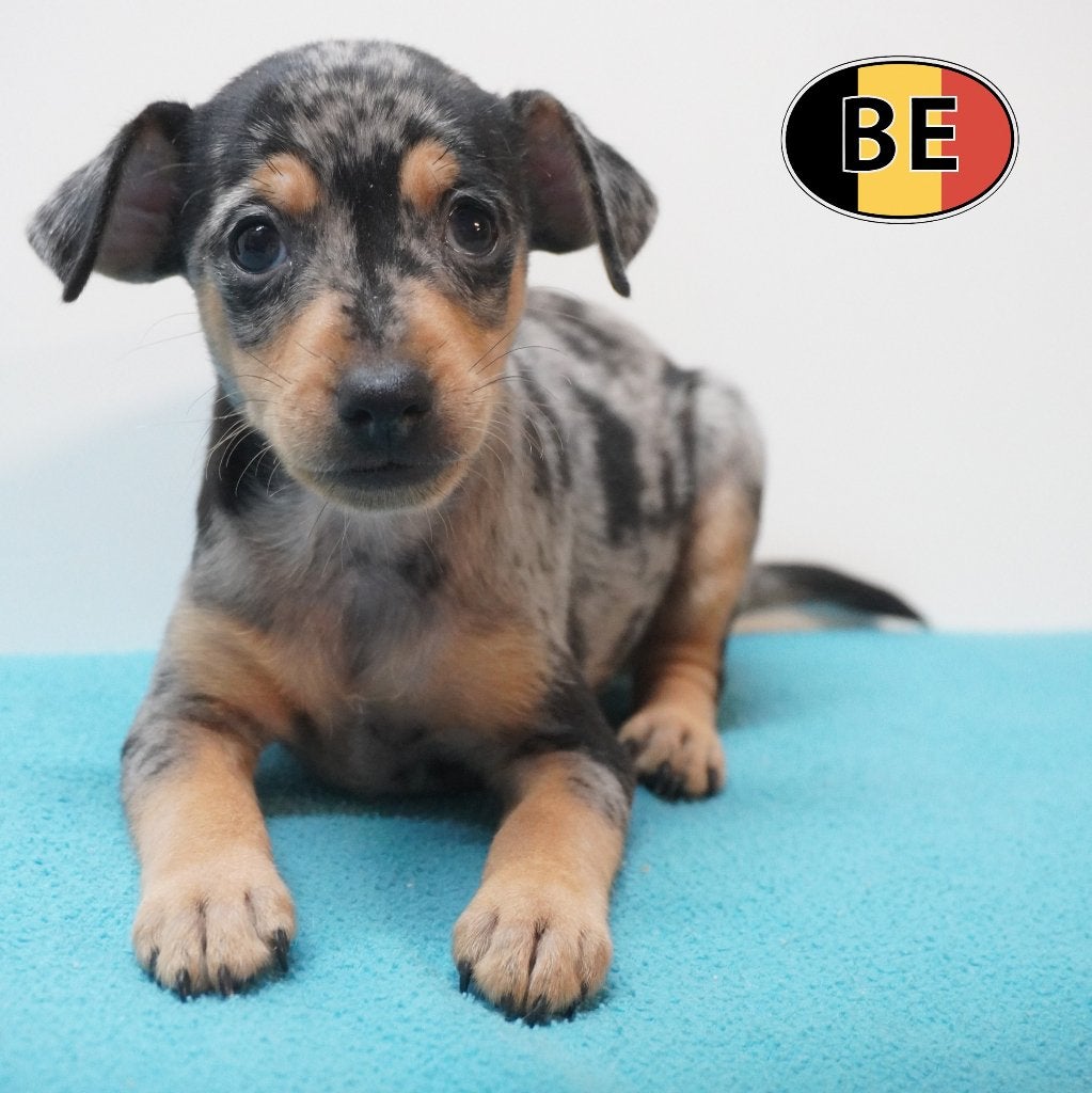 Blue merle Pinscher - Belgische pups te koop, België, CDV (hondenziekte), 8 tot 15 weken, Meerdere