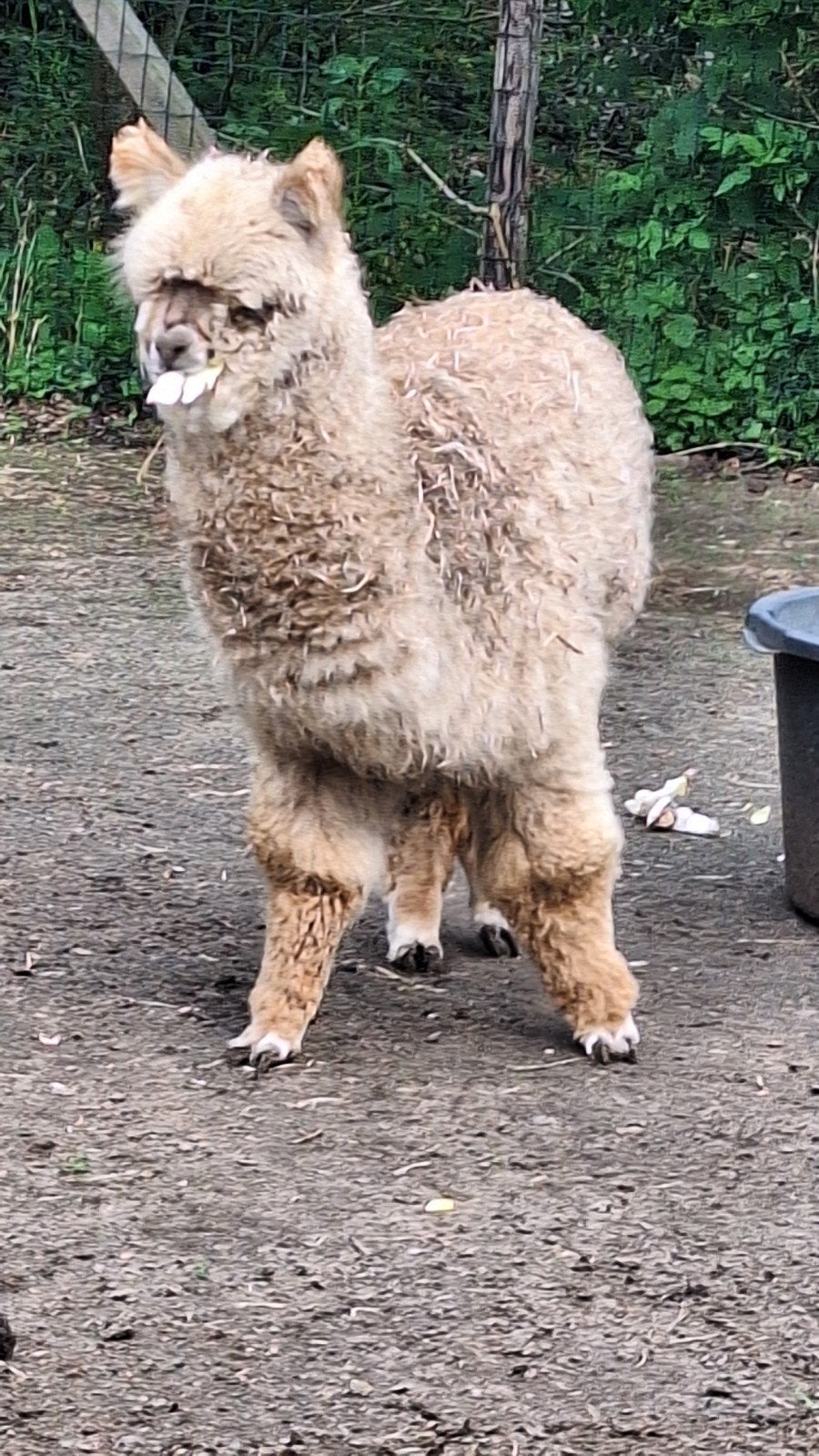alpaca hengst, Dieren en Toebehoren, Juni, Mannelijk