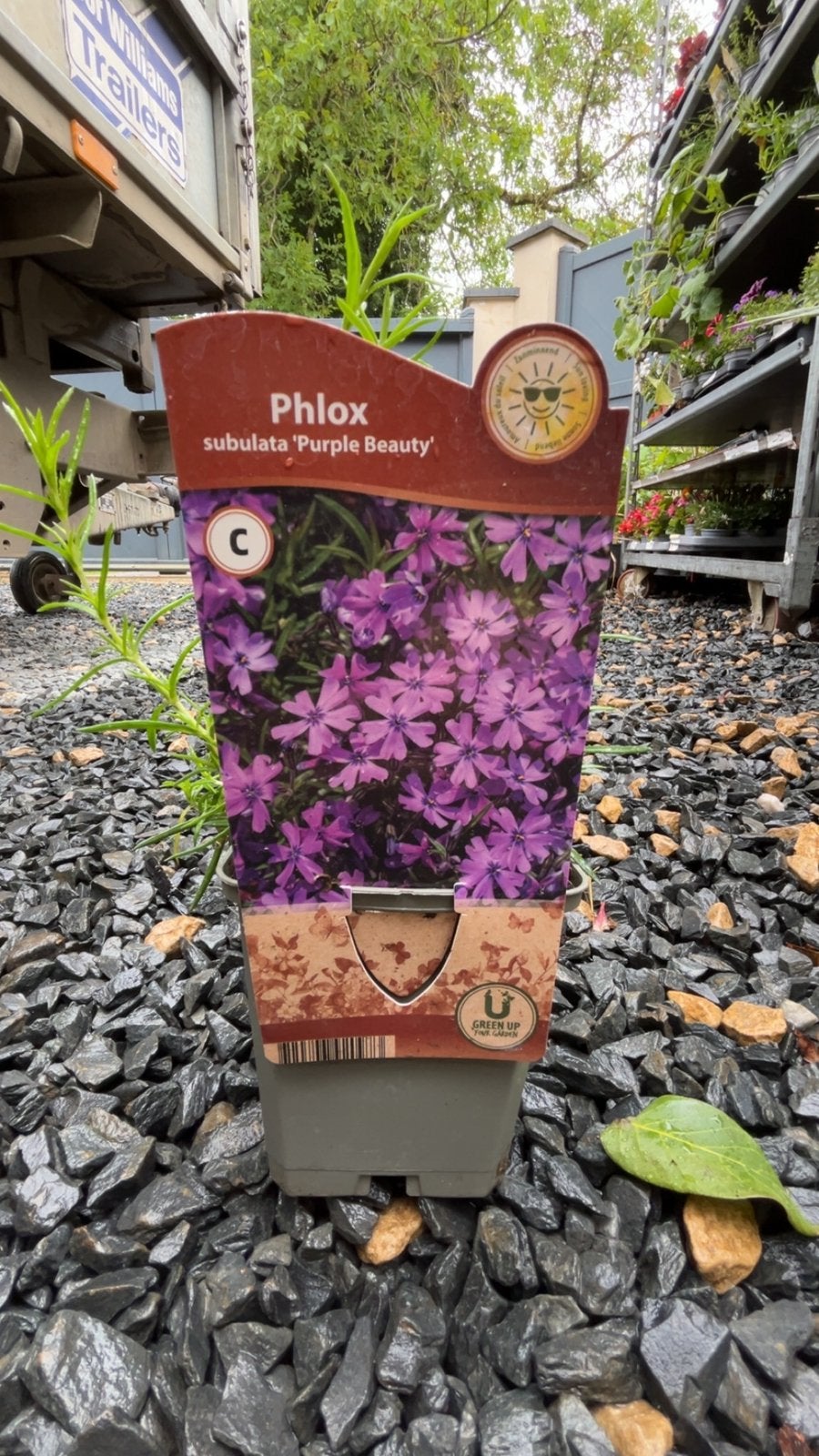 Phlox subulata ‘Purpley Beauty’Couvre-sol tapissant, Jardin & Terrasse, Enlèvement ou Envoi, Comme neuf
