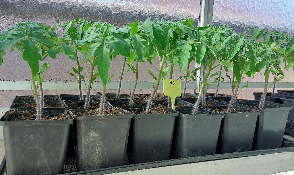 Tomatenplanten Pyros F1,, Ophalen