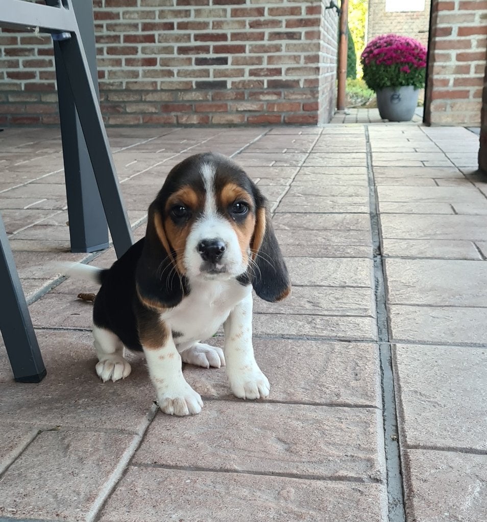 beagle pups, Dieren en Toebehoren, België, Beagle, CDV (hondenziekte), 8 tot 15 weken
