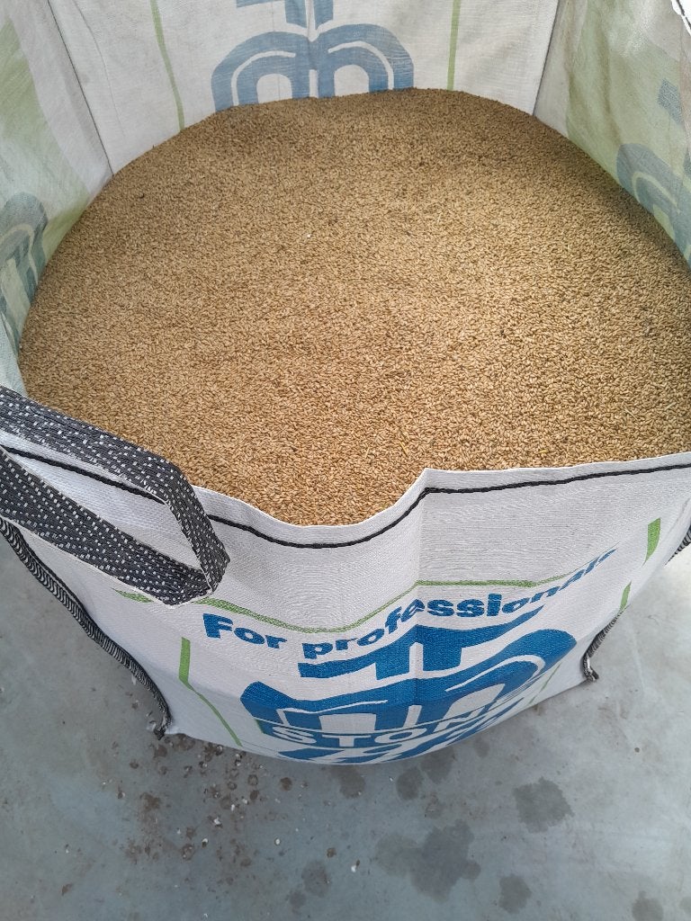 rogge groenbemester triticale en snijmais hakselmais mais, Zakelijke goederen, Ophalen
