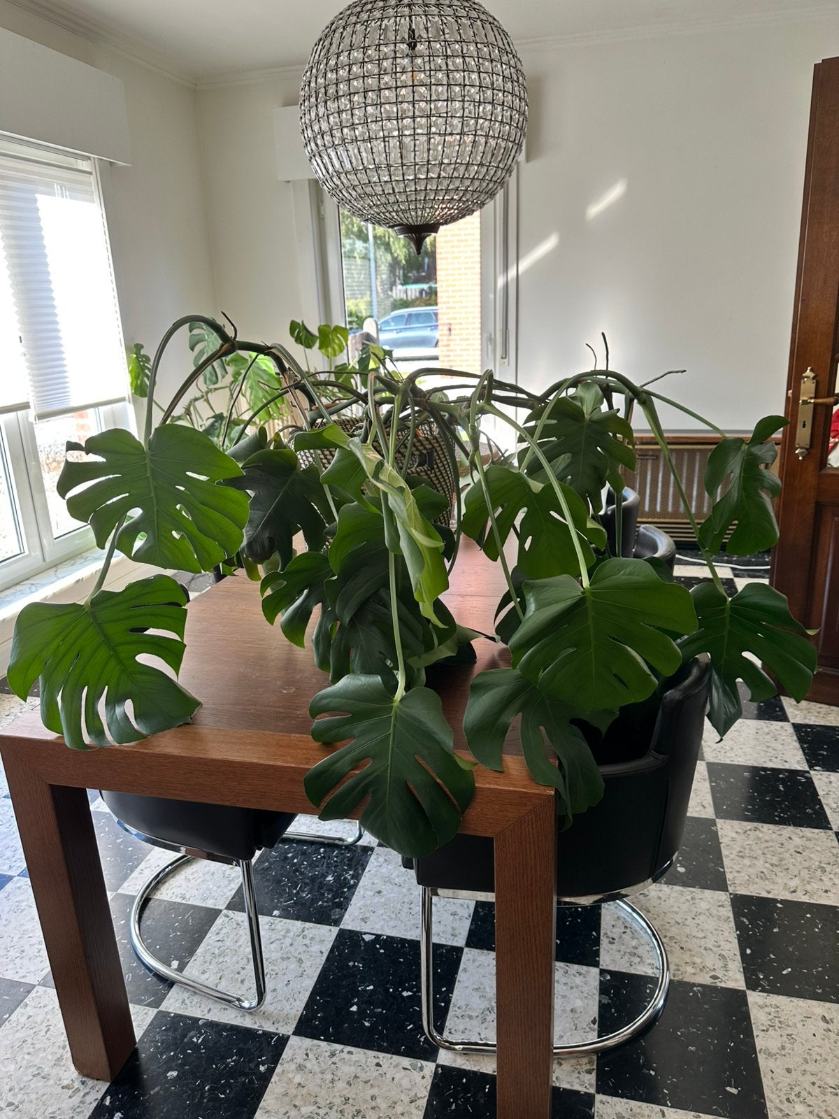 Grote monstra, Huis en Inrichting, Kamerplanten, Ophalen