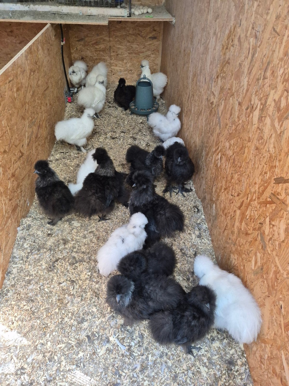 zijdehoentjes hennen, Dieren en Toebehoren