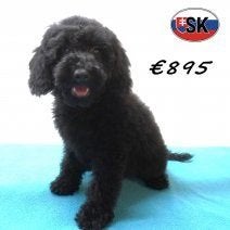 Chiots Caniche à vendre - élégance sur quatre pattes, 15 semaines à 1 an, Caniche, Plusieurs animaux, Plusieurs