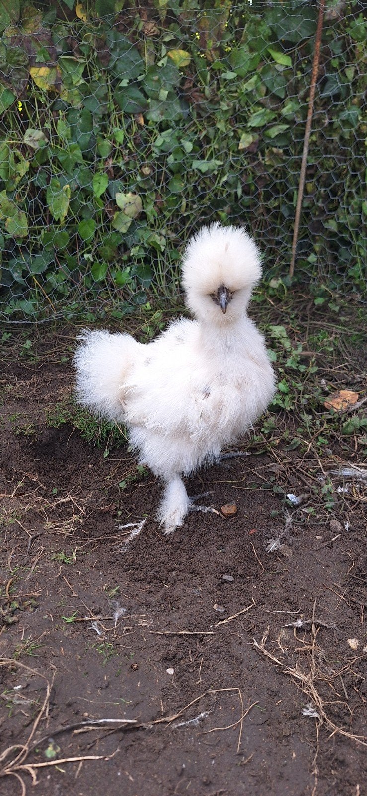 USA zijdehoender haantje, Animaux & Accessoires, Volatiles, Mâle, Poule ou poulet