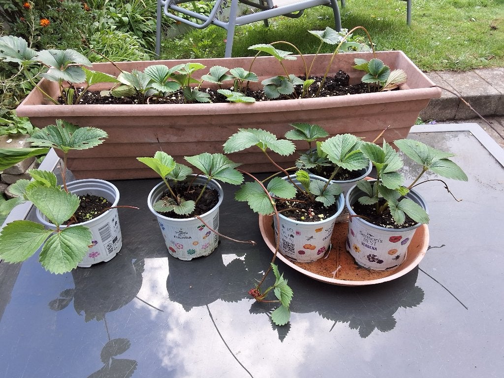 Ardbeienplanten, Tuin en Terras, Ophalen, Volle zon, Vaste plant, Fruitplanten