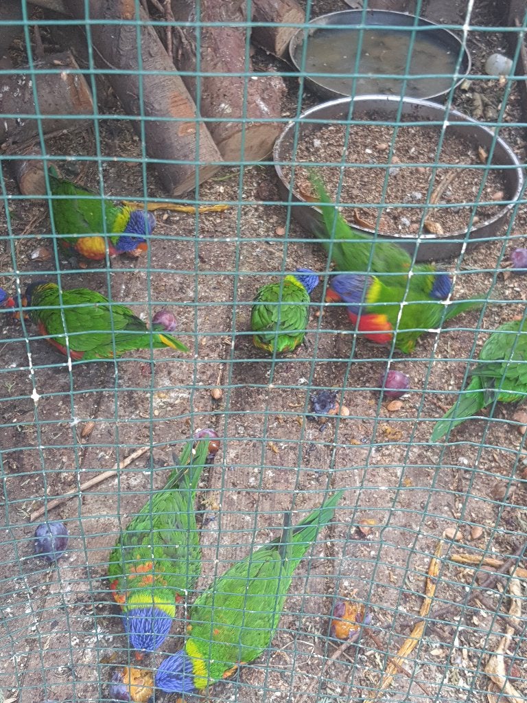 Lorie van blauwe bergen, Meerdere dieren, Papegaai