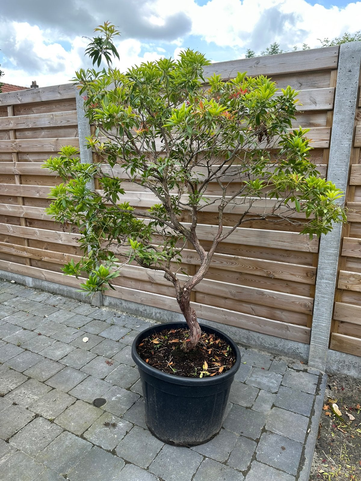 Pieris japonica, Tuin en Terras, Ophalen