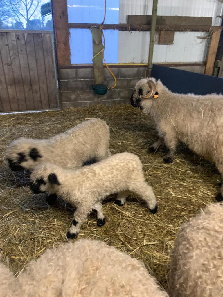Wallisser zwartneus, Dieren en Toebehoren, Schapen, Geiten en Varkens, Schaap, 0 tot 2 jaar