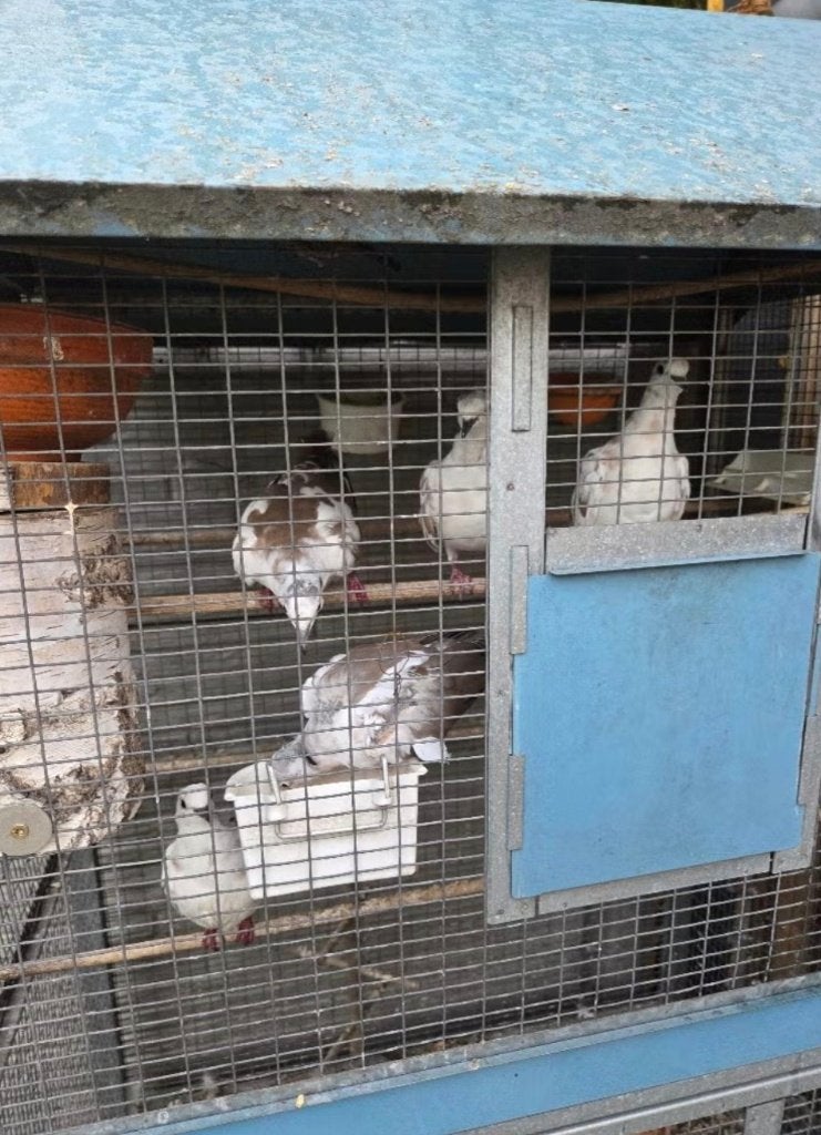 6 lachduiven te koop, Oiseau chanteur sauvage
