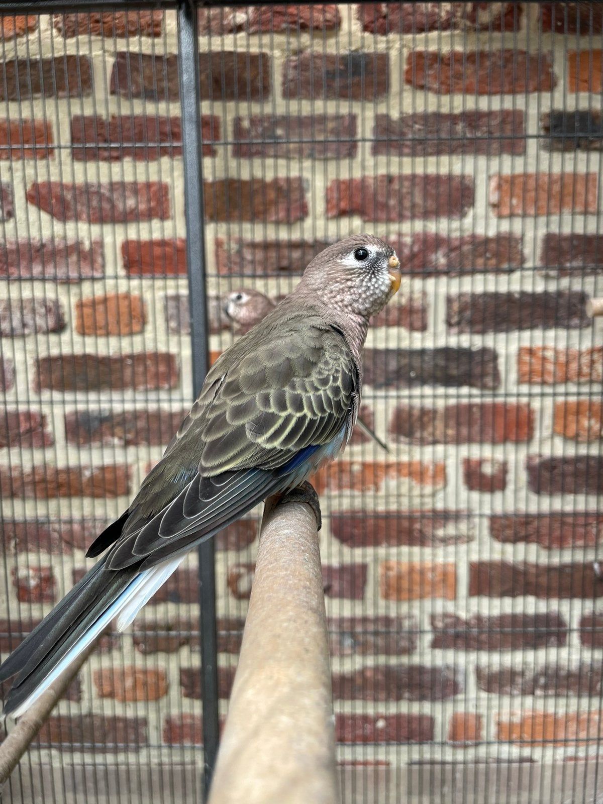 Bourkes parkieten, Meerdere dieren, Parkiet, Geringd