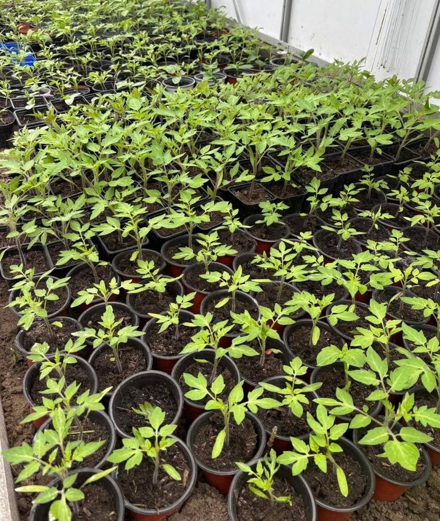 Plantjes, Tuin en Terras, Ophalen