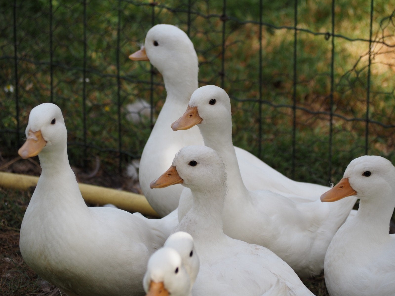 Eenden Hollandse kwakers, Dieren en Toebehoren, Meerdere dieren, Eend