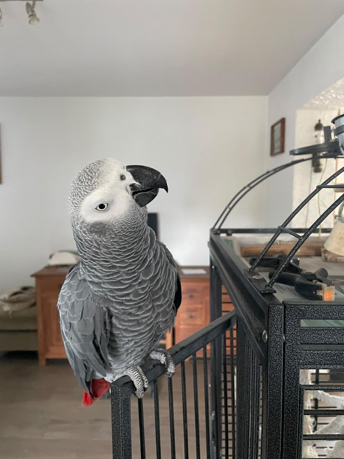 Handtamme grijze roodstaart, Dieren en Toebehoren
