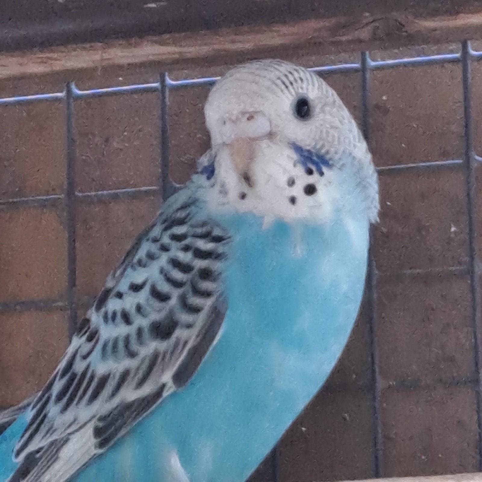 Jonge grasparkiet, Dieren en Toebehoren, Geslacht onbekend, Parkiet, Geringd
