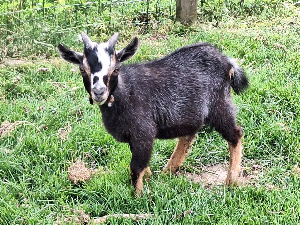 dwerggeiten, Plusieurs animaux, Chèvre, 0 à 2 ans