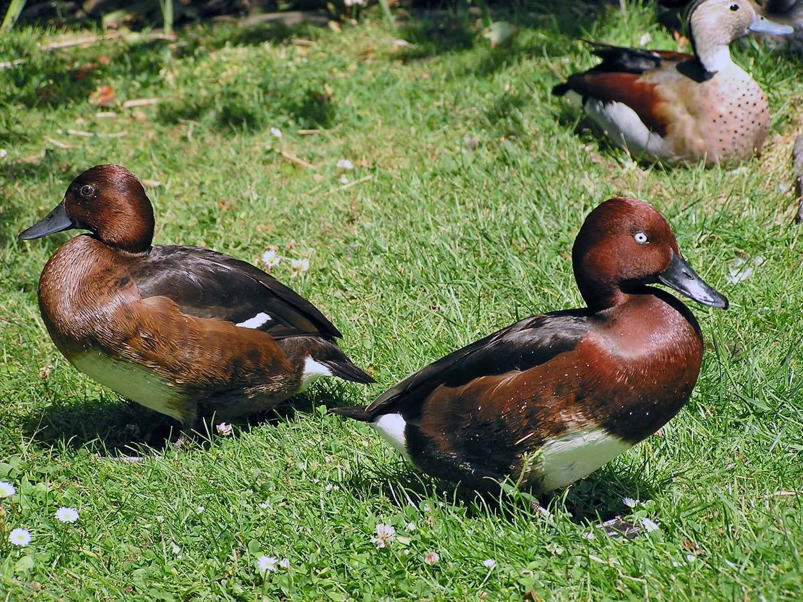 siereenden, Dieren en Toebehoren