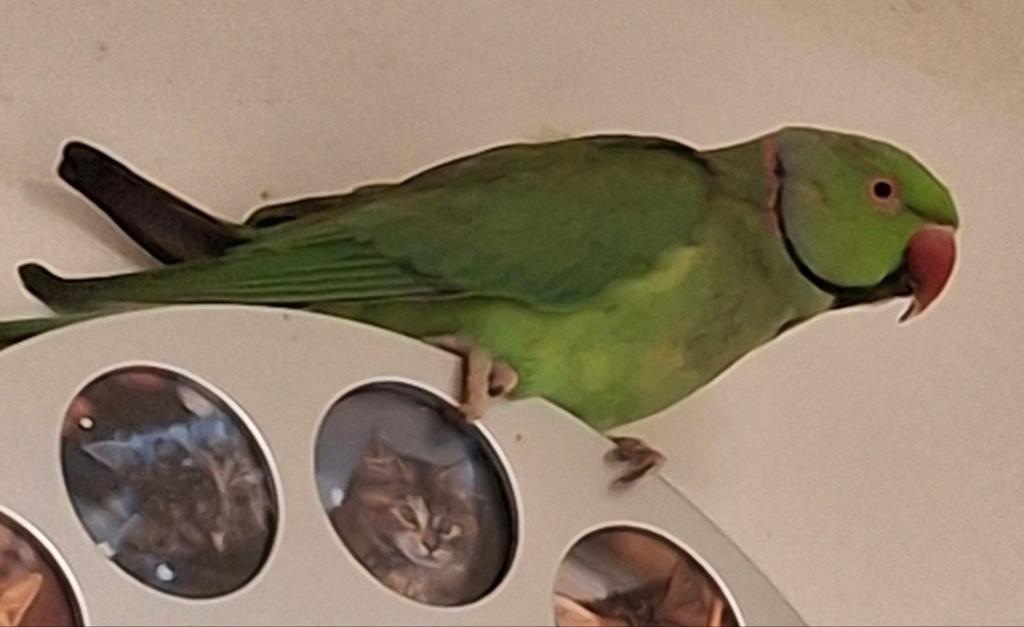 Halsbandparkiet niet Tam gering Aalter een heerlijke bod, Dieren en Toebehoren, Tam