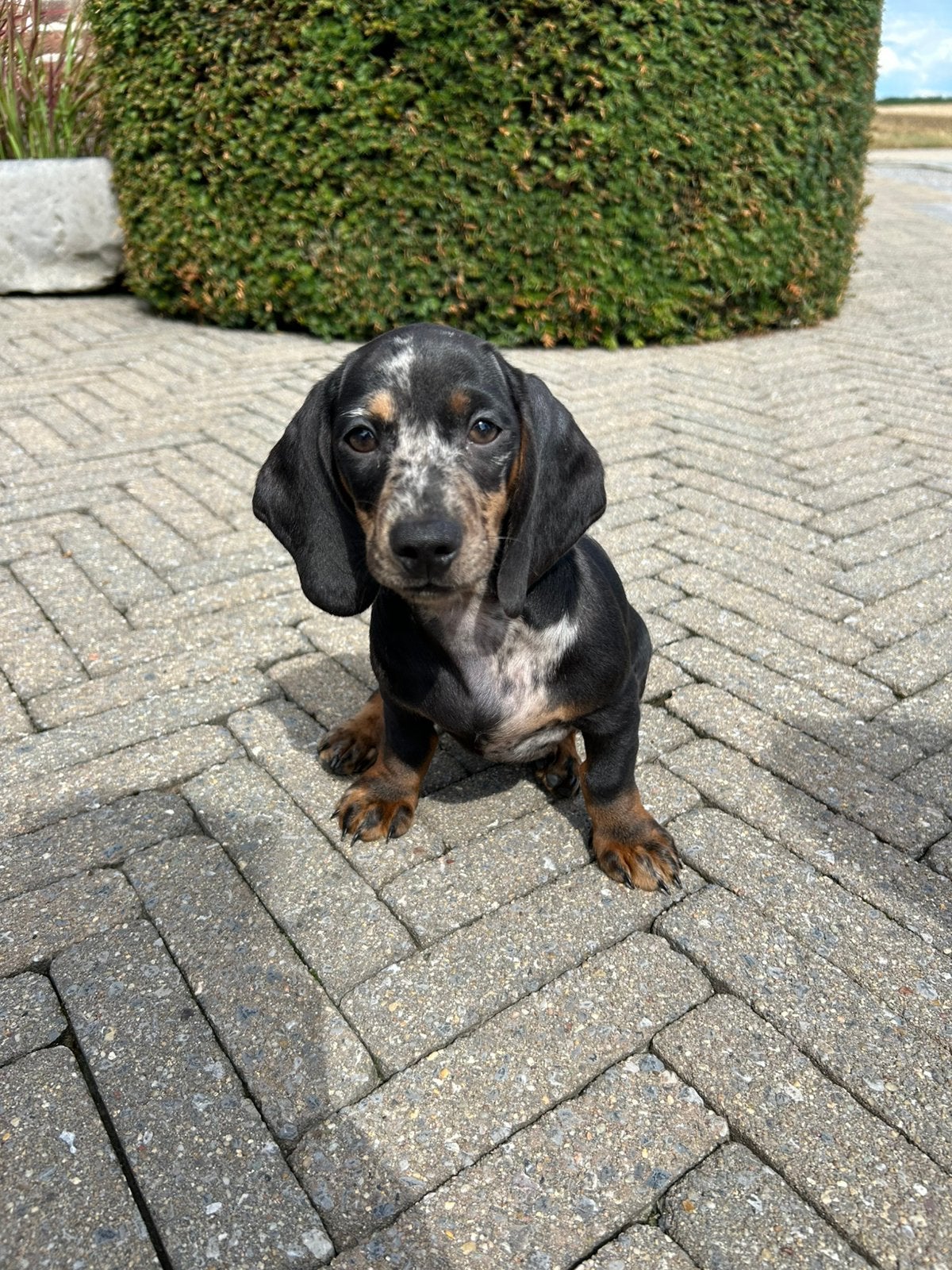Kortharige teckel pups, België, 8 tot 15 weken, Meerdere, Fokker | Professioneel