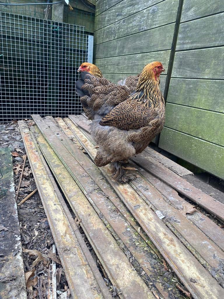 Couple reproducteur de perdrix à plusieurs doigts Brahma, Plusieurs animaux, Poule ou poulet
