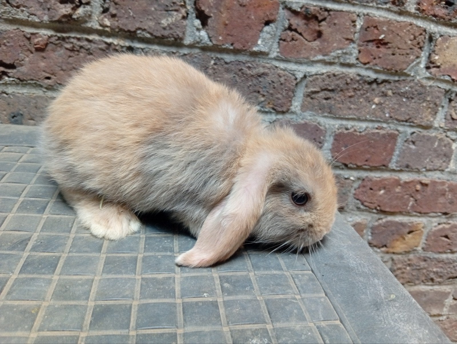 Nederlands Konijnen hun oren zijn alletijd naar beneden, Dieren en Toebehoren, Konijnen, Geslacht onbekend, Klein, Hangoor, 0 tot 2 jaar