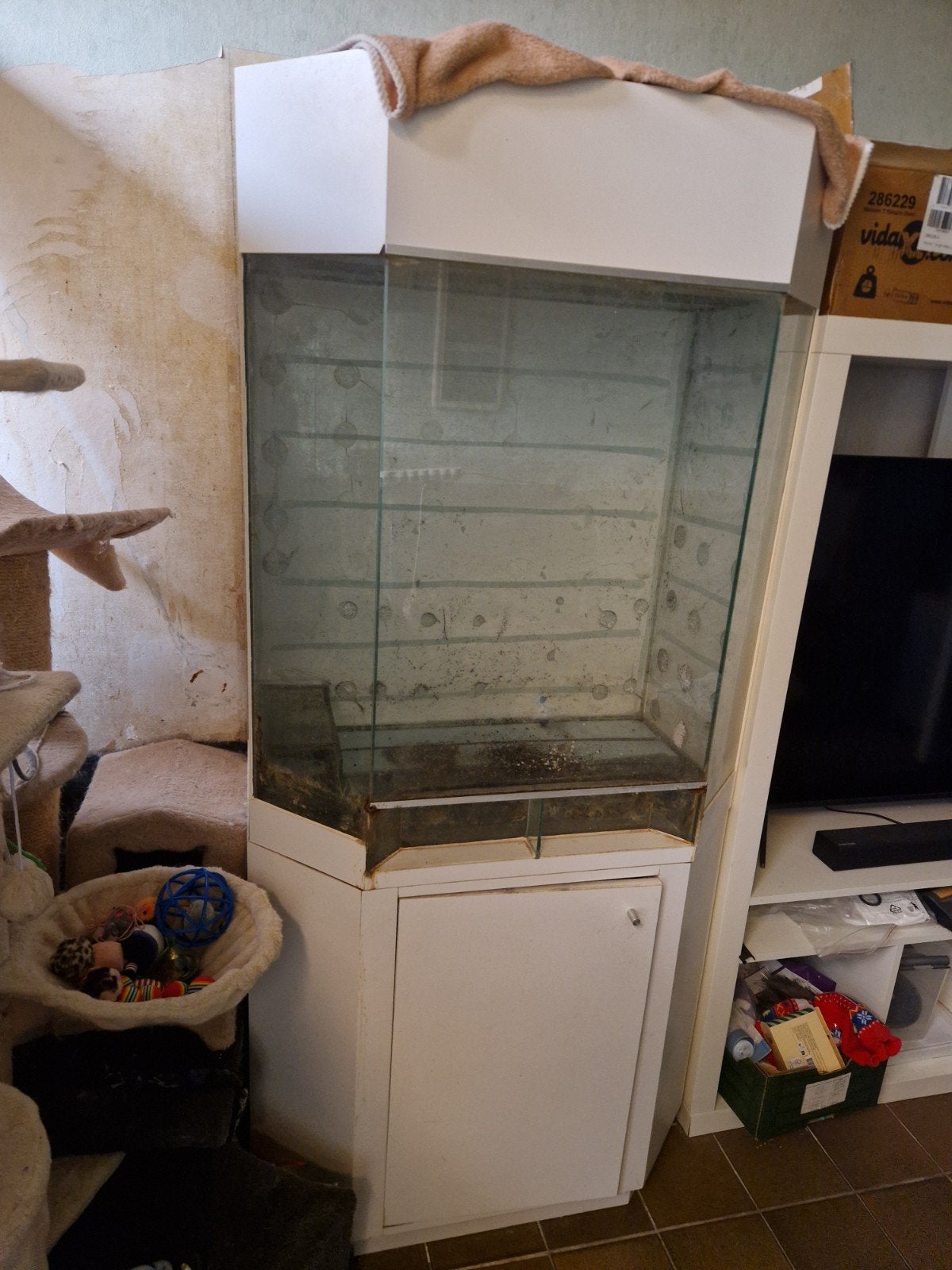 paludarium, Enlèvement