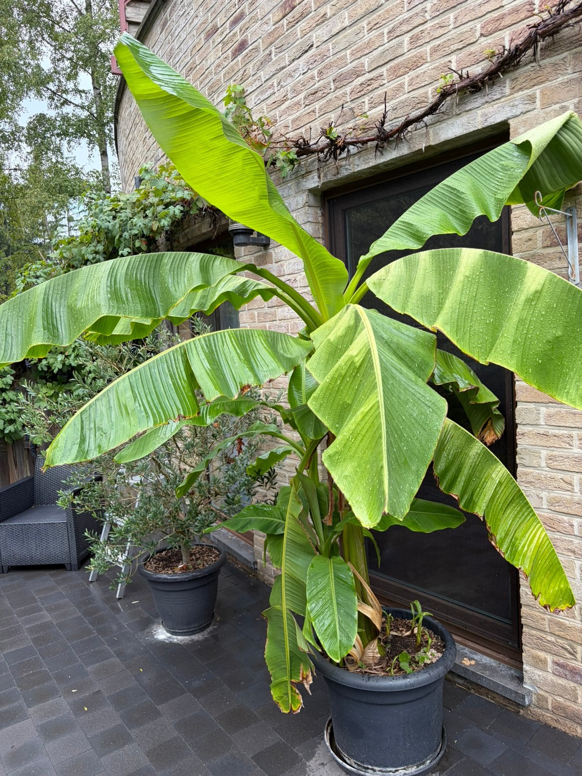 Grote bananen plant, Tuin en Terras, Ophalen, In pot