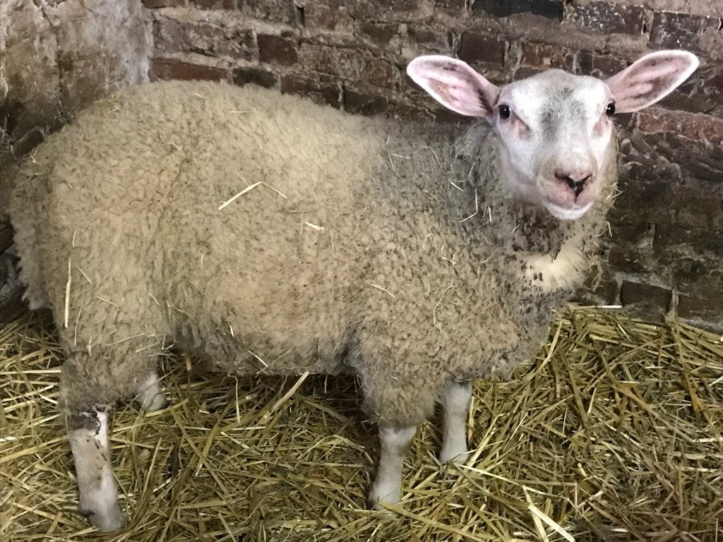 Schaap, Dieren en Toebehoren, Schaap