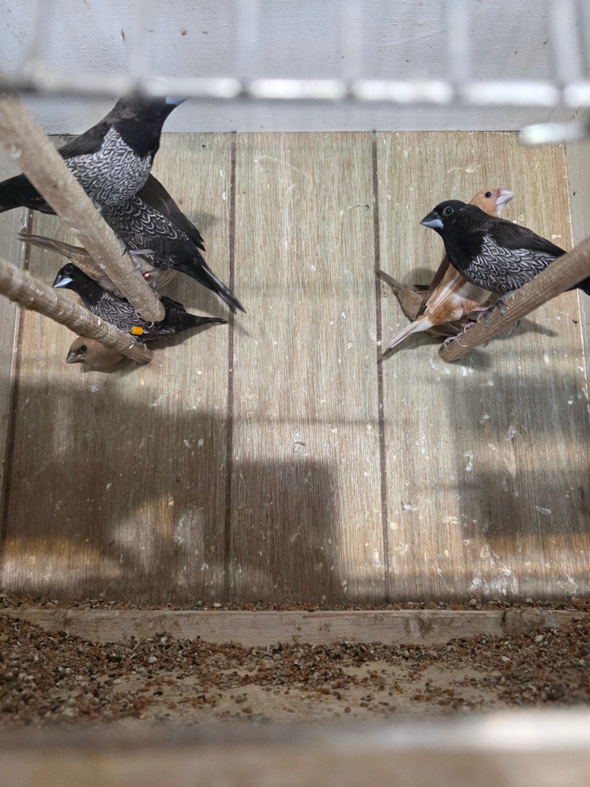 Japanse meeuwen, Dieren en Toebehoren, Vogels | Overige Vogels