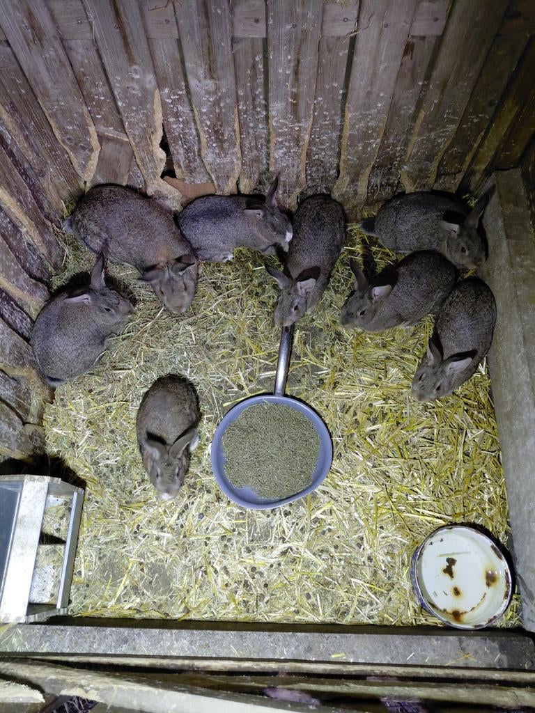 Konijnen jongen, Grand