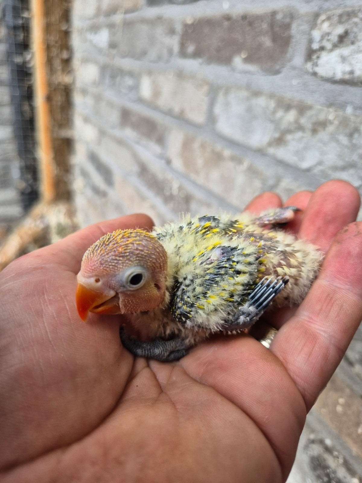 fischeri dwergpapegaaien voor handopfok, Plusieurs animaux, Perroquet nain ou Inséparable, Domestique