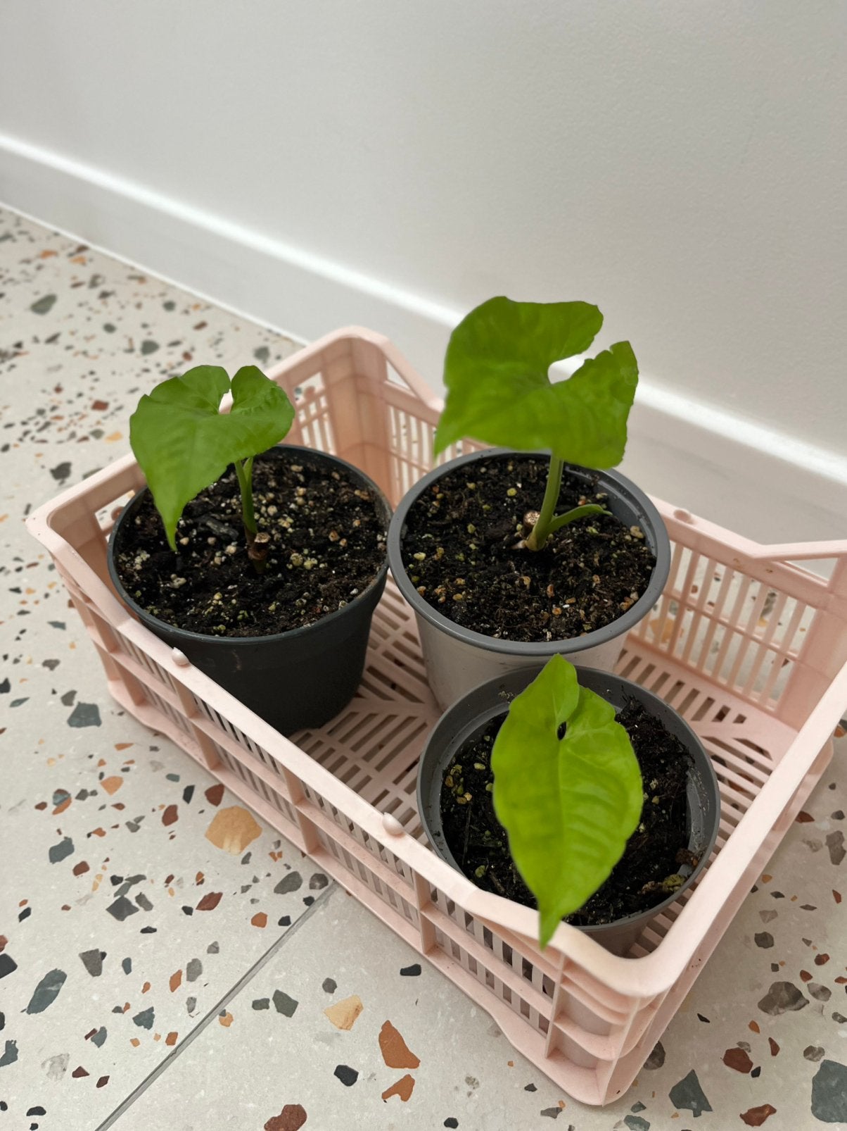 Syngonium steyermarkii, Maison & Meubles, Plantes d'intérieur, Autres espèces, En pot, Moins de 100 cm, Enlèvement