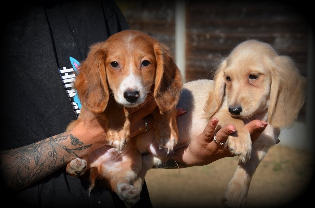 Teckel pups blond en piebald, Dieren en Toebehoren, België, Reu, CDV (hondenziekte), 8 tot 15 weken