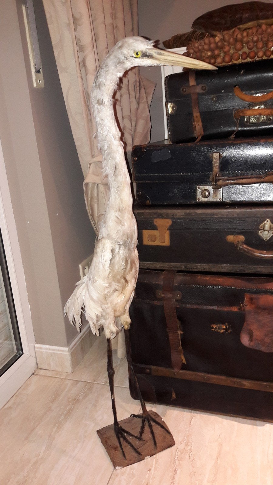 Taxidermie witte reiger opgezet, Verzamelen, Ophalen