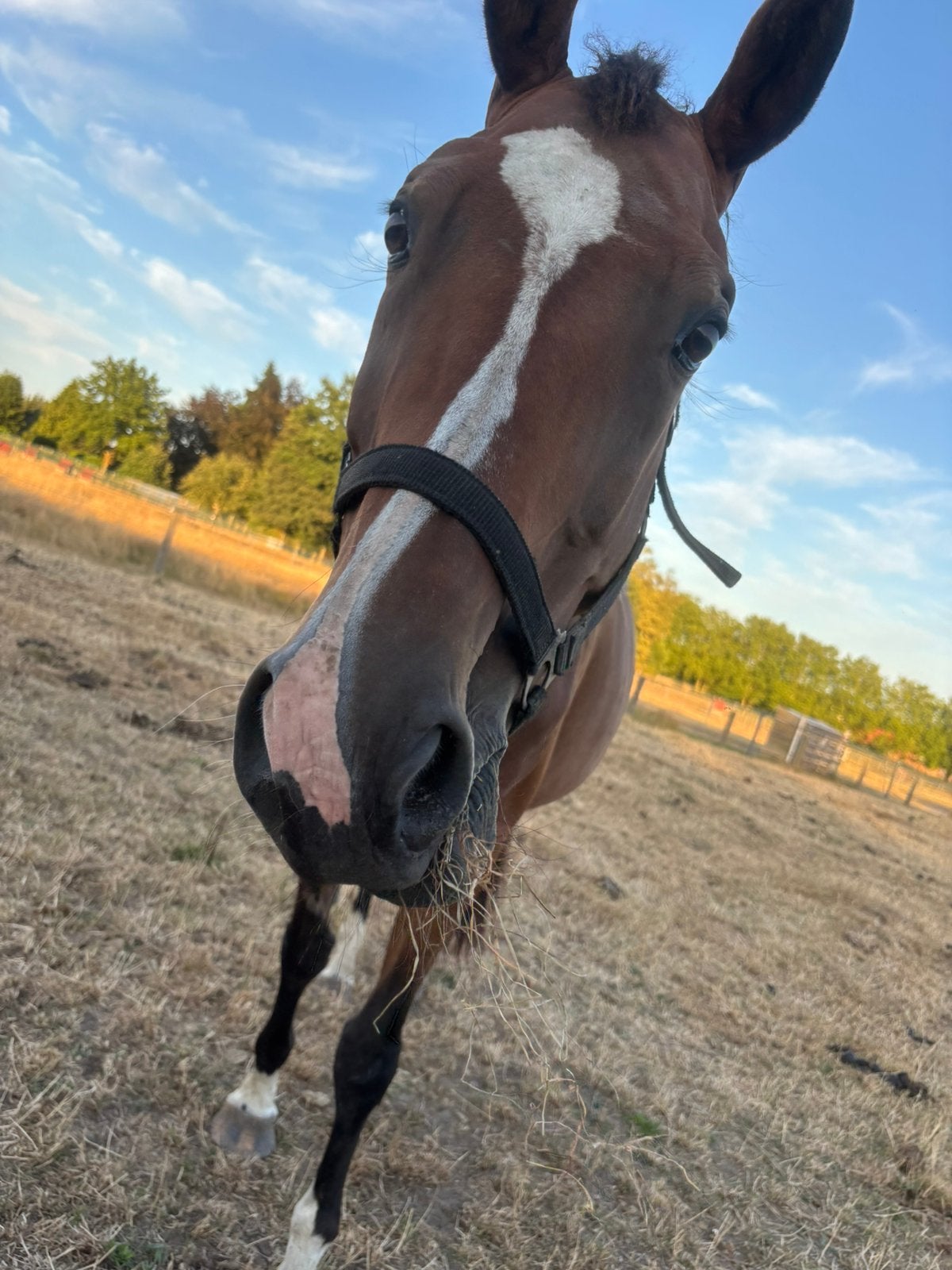 Drachtige fokmerrie te koop, Dieren en Toebehoren, Merrie, Springpaard, 11 jaar of ouder, 165 tot 170 cm