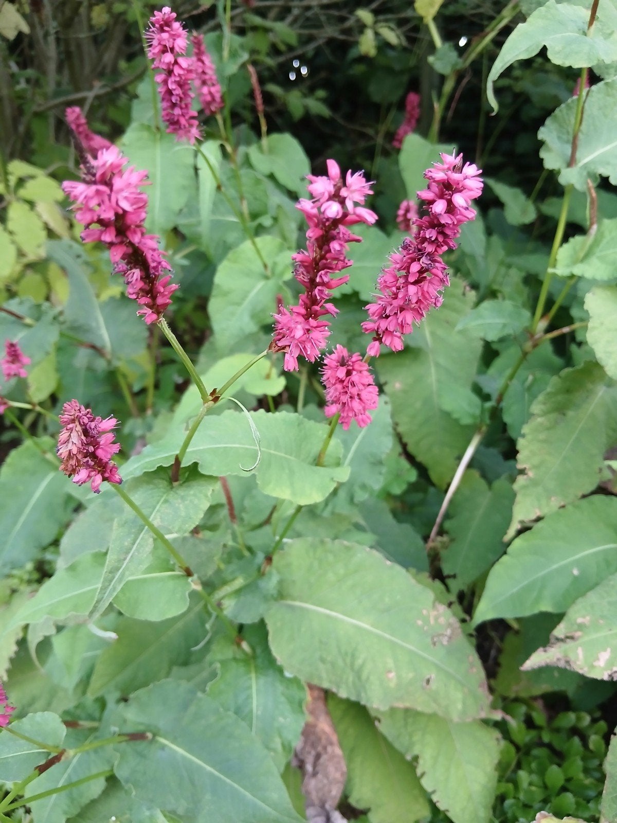 persicaria orientalis, Ophalen