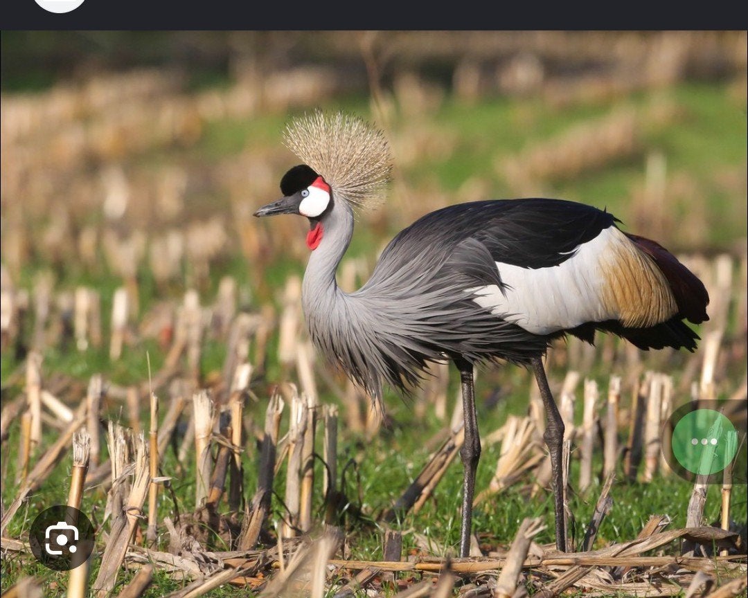 Kroonkraanvogel hen kweekrijp, Animaux & Accessoires, Volatiles, Femelle, Autres espèces