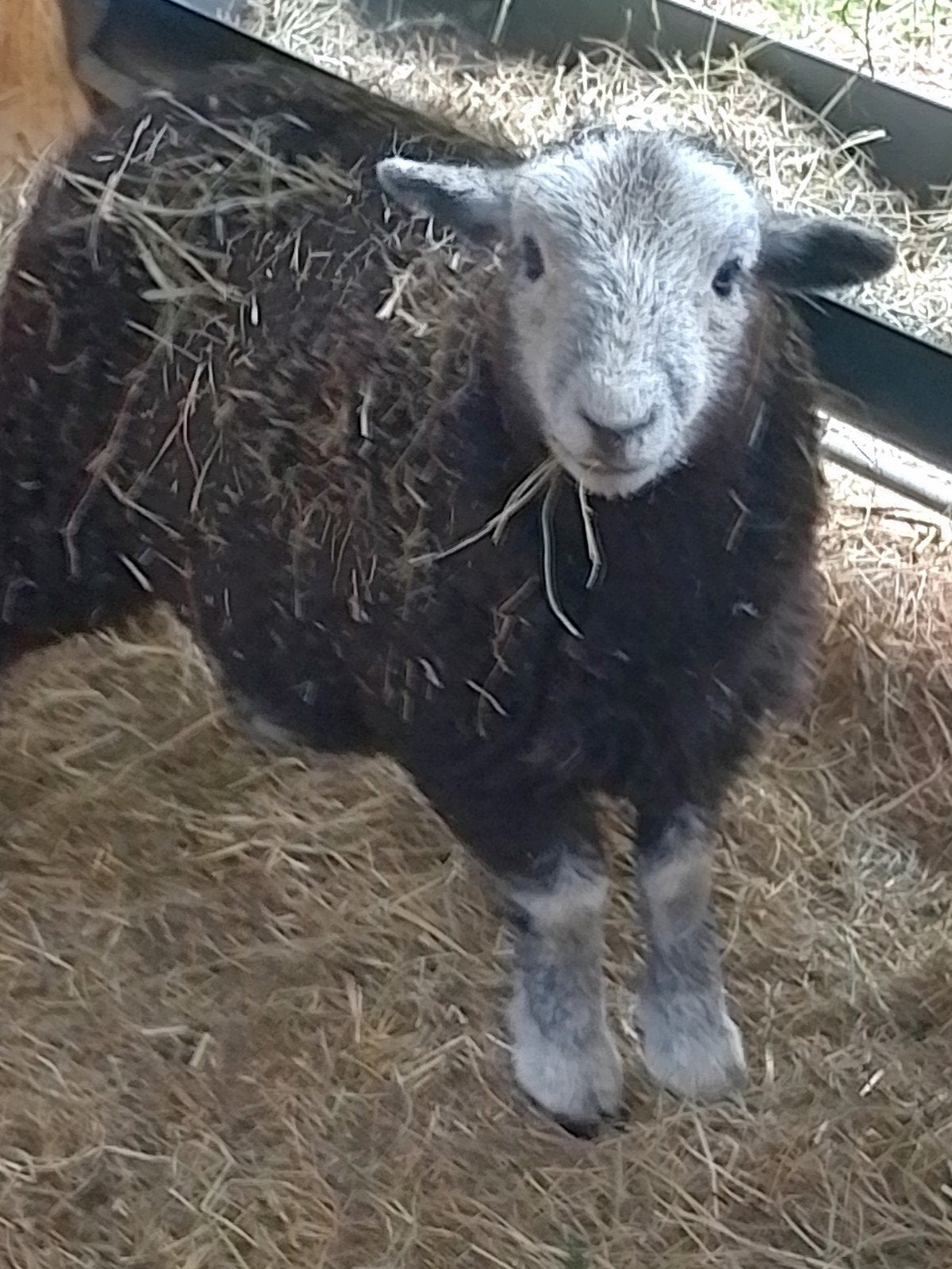 herdwick ram