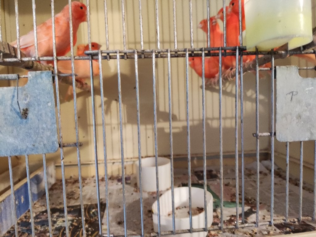 Canaries, Plusieurs animaux, Canari de couleur