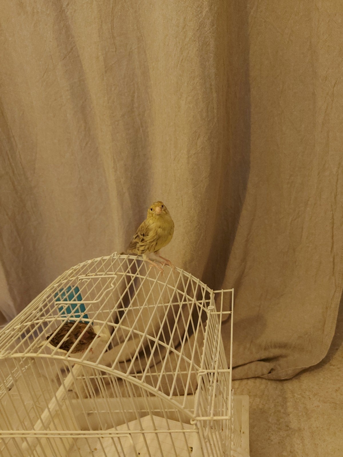 Canaris, Animaux & Accessoires, Oiseaux | Perruches & Perroquets