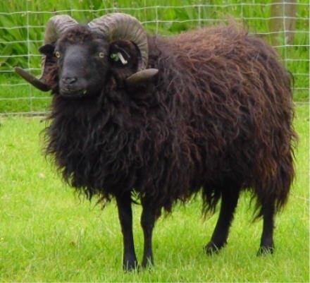ram schaap 35 kg., Dieren en Toebehoren, Schaap