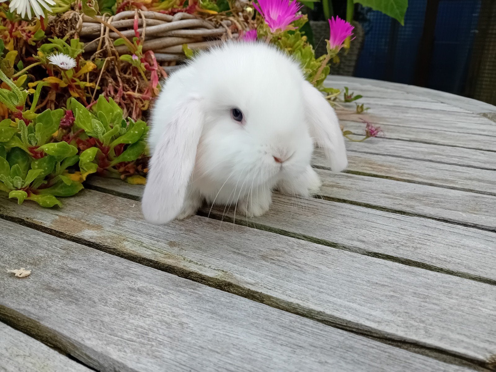 nog enkele franse hangoren, Dieren en Toebehoren, Geslacht onbekend, Groot, Hangoor, 0 tot 2 jaar