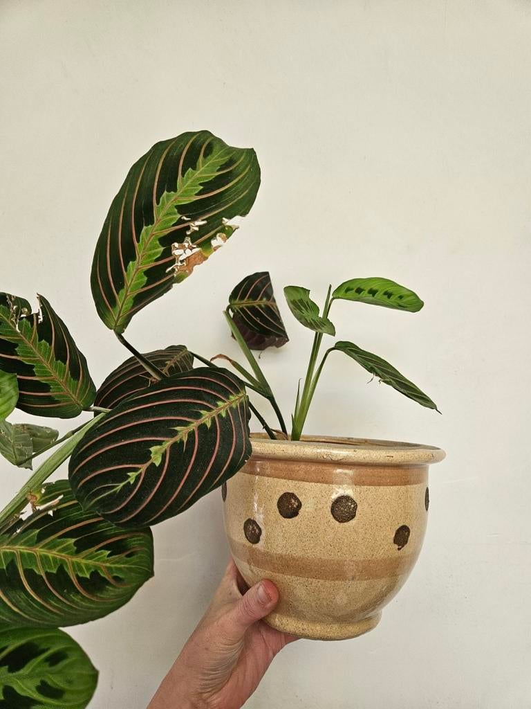 Vintage bloempot / cachepot, Enlèvement ou Envoi, Utilisé, Poterie ou Porcelaine, Moins de 50 cm