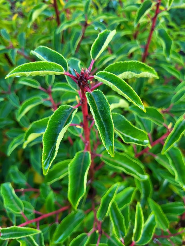 Portugese laurier (Prunus lusitanica), Enlèvement, Laurier, Haie