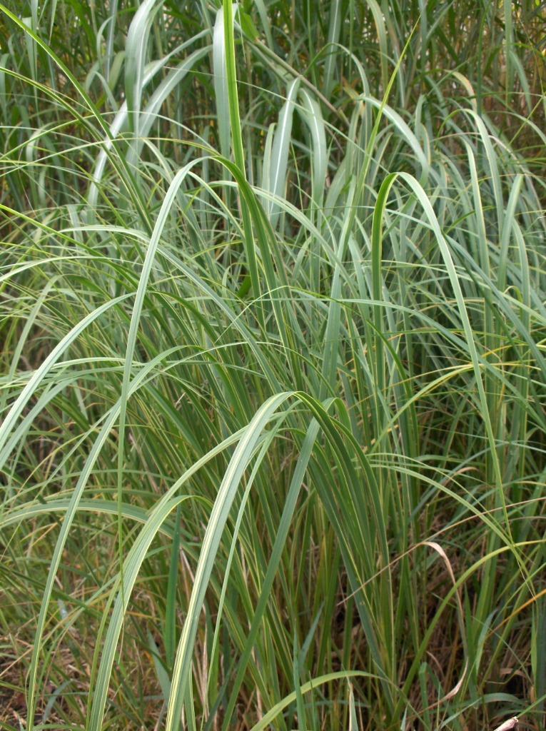 Siergras Spartina pectinata Aureomarginata slijkgras, Ophalen, Vaste plant, Siergrassen, Volle zon